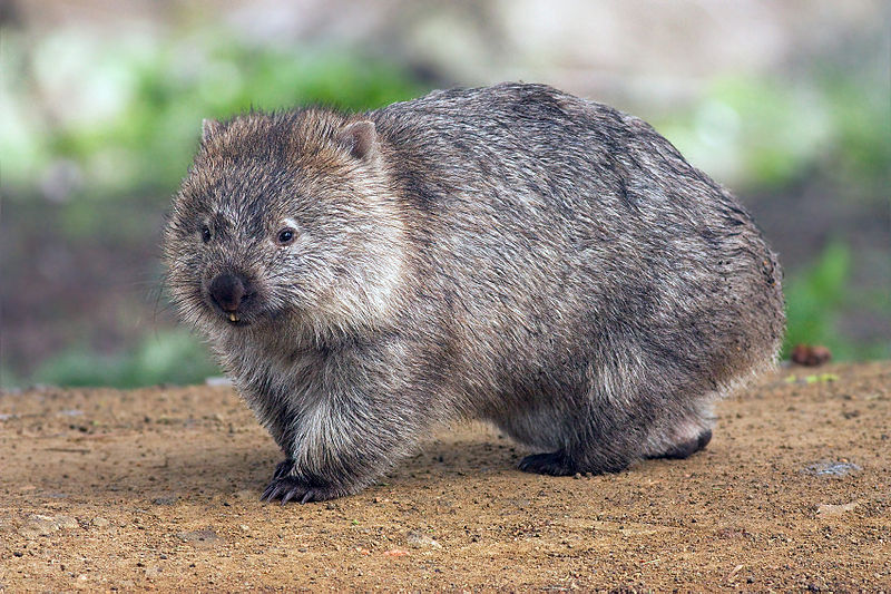 File:Vombatus ursinus -Maria Island National Park Edit 2.jpg