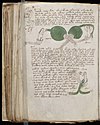 Voynich Manuscript (152).jpg