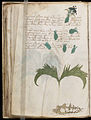 Voynich Manuscript (58).jpg