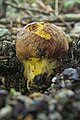 Čeština: hřib přívěskatý, mladá plodnice, Vrbenské rybníky English: Boletus appendiculatus, Vrbenské rybníky, Czech Republic