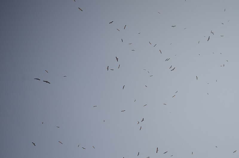 File:Vulture eagles soaring bikaner jorbeed JEG4960.jpg