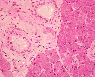 <span class="mw-page-title-main">Stratified cuboidal epithelium</span>