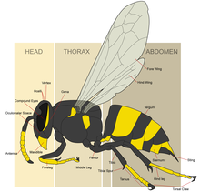 Wasp morphology: the oculo-malar space Wasp morphology.png