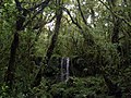 Water falls in the rainforest near Mt Kilimanjaro.JPG