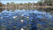 Waterlily dam, 2022 Waterlily Dam, Cattle station, Mt Surprise, North Queensland, 2022.jpg