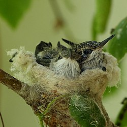 Wednesday's Hummingbird Nest (8796609388).jpg