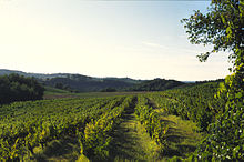 Photographie montrant une vigne du terroir rive droite, taillée en gobelet sans palissage, en automne.