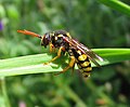 Wespenbiene Nomada succincta 2.jpg