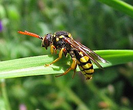 Nomada succincta