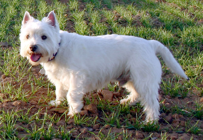 File:Westhighlandterrier.jpg