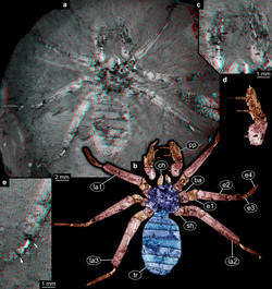 Weygoldtina anglica BMNH In 31248.png