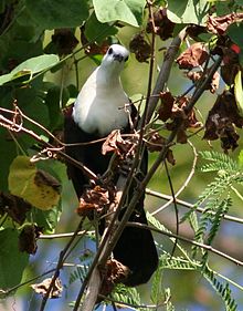 White-throated ground dove White-Throated Ground-Dove wild.jpg