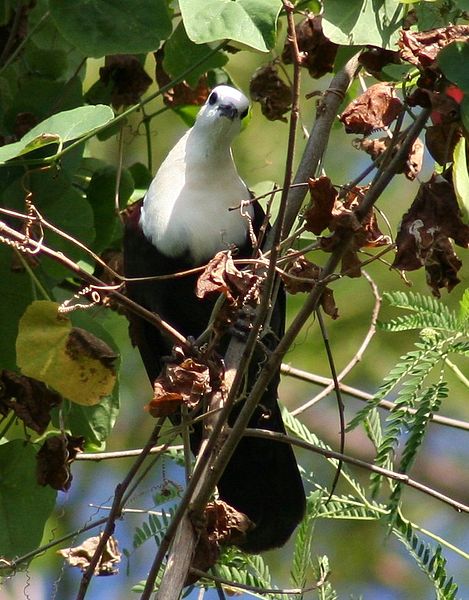 File:White-Throated Ground-Dove wild.jpg