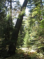 White Pine in the conservation reserve. White Pine in conservation reserve at Rabbit lake, Ontario.jpg