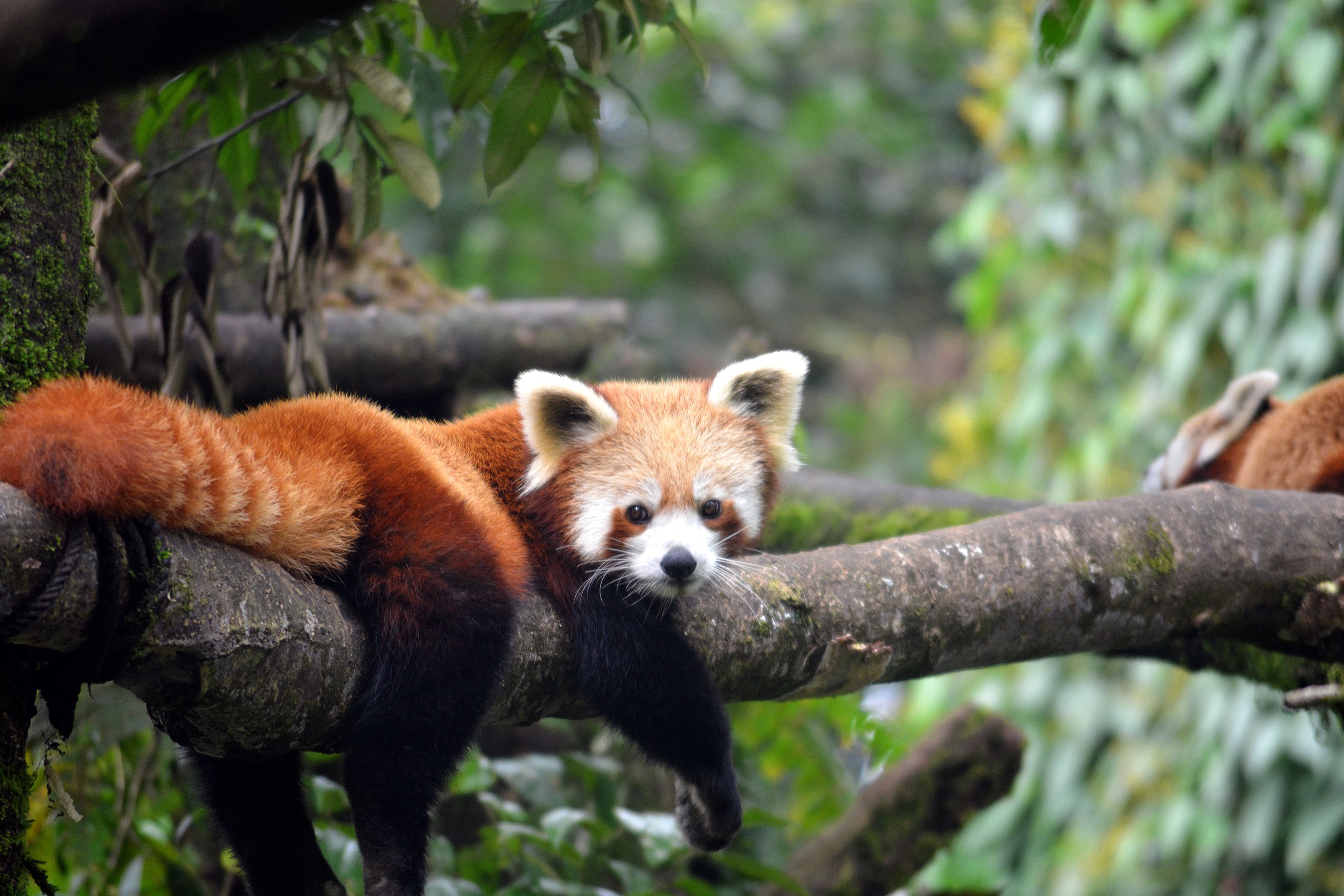File:Wiki loves red panda.jpg - Commons