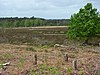 Woolmer Forest - geograph.org.uk - 439669.jpg