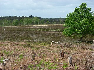 <span class="mw-page-title-main">Woolmer Forest</span> Forest in Hampshire and West Sussex, England