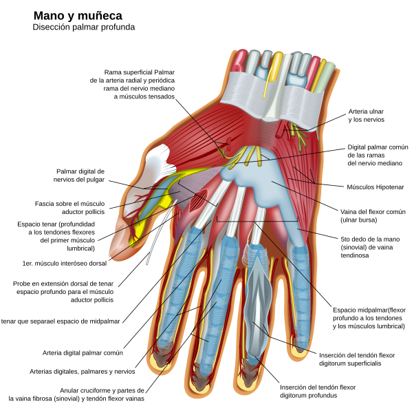 File:Wrist and hand deeper palmar dissection-es.svg