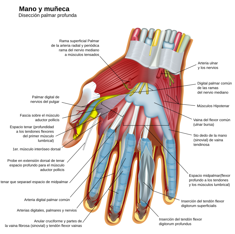 Wrist and hand deeper palmar dissection-es.svg
