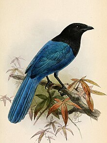 XanthuraMelanocyaneaKeulemans.jpg