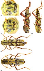 Miniatura para Xylotrechus tristisfacies