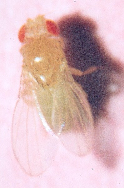 File:Yellow crossveinless forked fruit fly.jpg