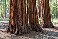 * Nomination Mariposa Grove of Giant Sequoias in Yosemite National Park, California, USA --XRay 04:14, 31 October 2022 (UTC) * Promotion  Support Good quality.--Agnes Monkelbaan 05:11, 31 October 2022 (UTC)