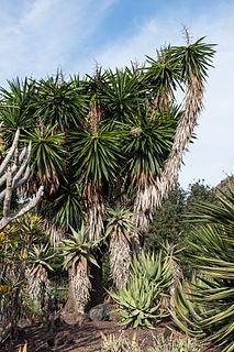 <i>Yucca gigantea</i> Species of flowering plant