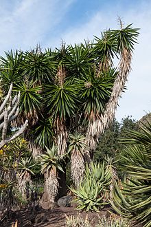 Yucca gigantea - Jardín Botánico Canario Viera y Clavijo - Gran Canaria.jpg