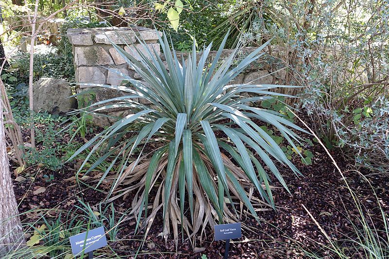 File:Yucca pallida - Zilker Botanical Garden - Austin, Texas - DSC08789.jpg