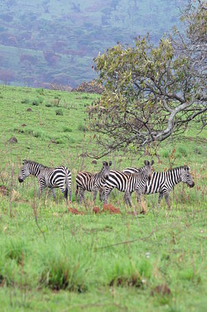 Zebra: Ssak z rodziny koniowatych