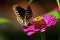 Zinnia angustifolia Flower and butterfly..jpg