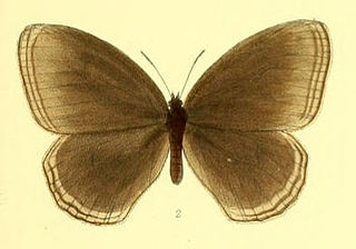 <i>Zipaetis scylax</i> Species of butterfly