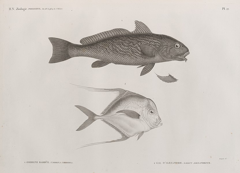 Pl.22 - 1. Ombrine barbüe (Umbrina cirrhosa) 2. Gal d'Alexandrie (Gallus alexandrinus)