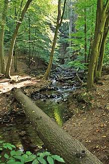 Zschonerbach ("tame Zschone") between the Zschonermühle and the "Gabe Gottes Erbstolln"