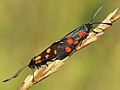 Zygaena angelicae (in copula) (41423531561).jpg