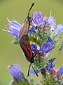 Zygaena loti