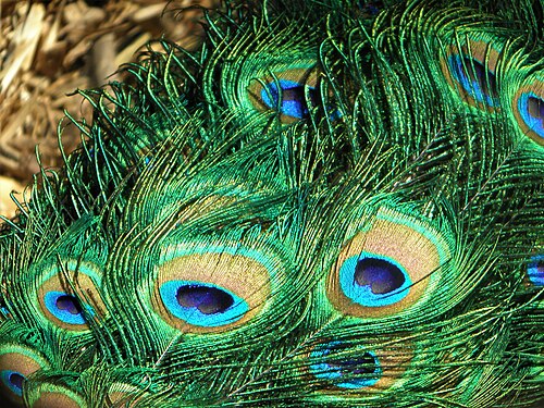 Peacock tail