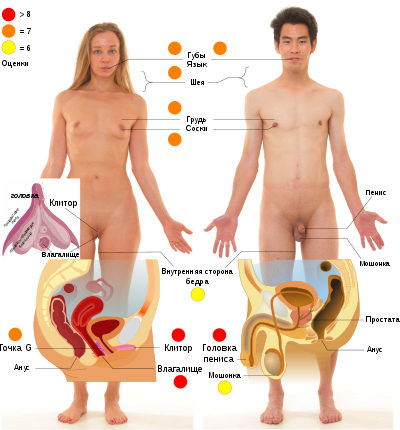 Изучение анатомии во время секса - HD порно видео