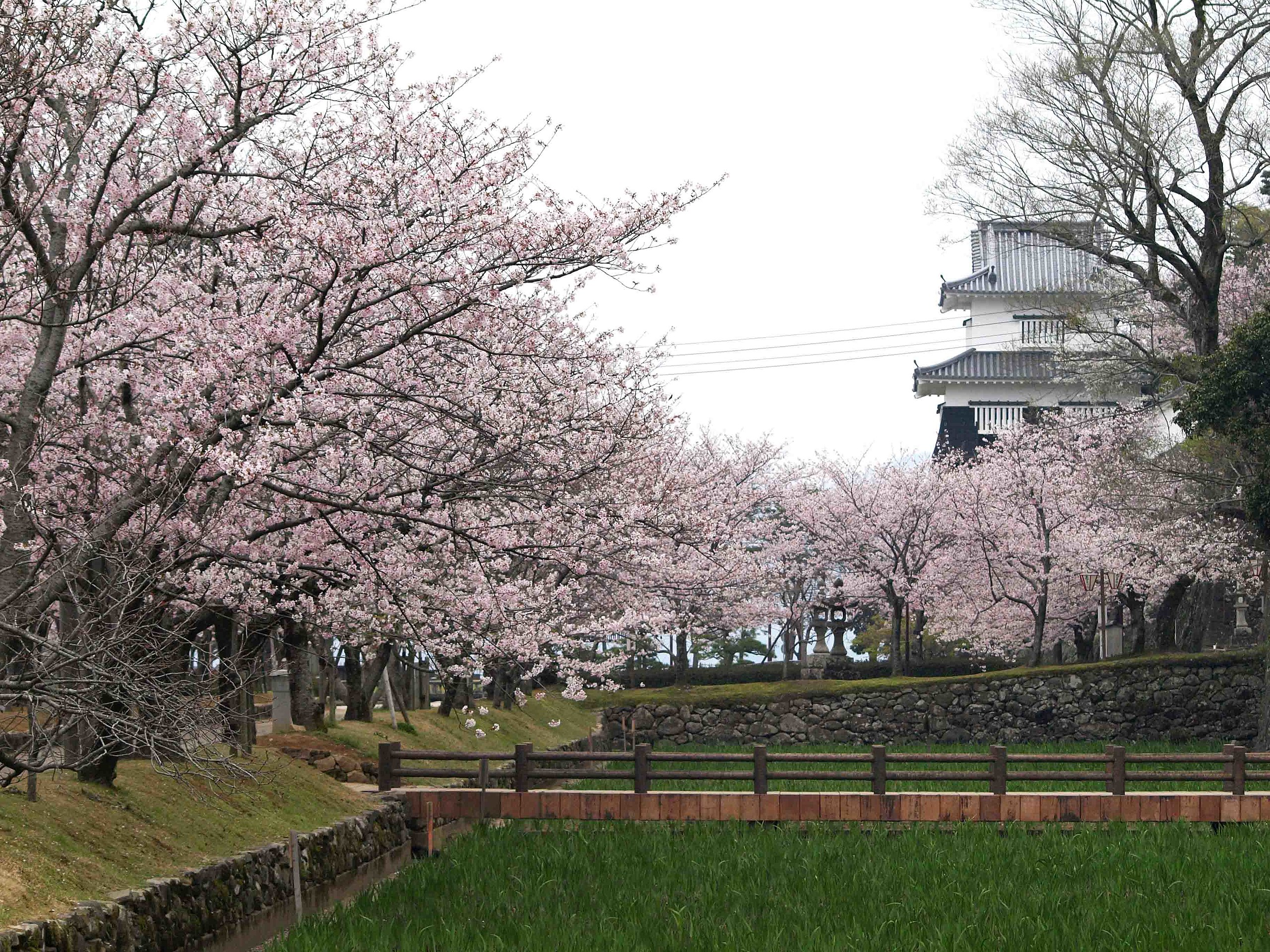 File:大村公園 桜.JPG - Wikimedia Commons