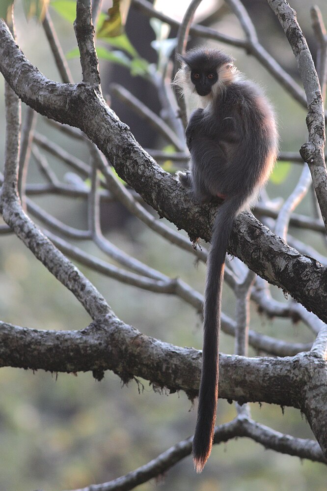 The average adult weight of a Capped langur is 11.21 kg (24.71 lbs)