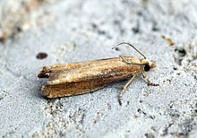 (1202) Eucosma obumbratana (14726922592).jpg 