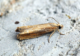 <i>Eucosma obumbratana</i> Species of moth