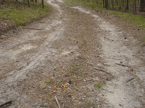 The curves of an autumn forest trail (Lactarius turpis makes a cameo)