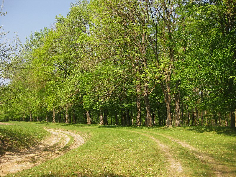 File:Довжоцький ботанічний заказник.jpg