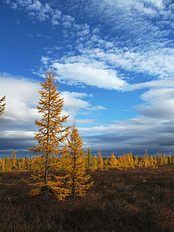 Skogstundra: Klimat, Vegetation, Fauna