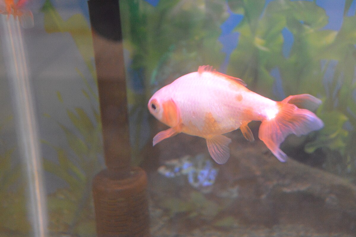 Jikin goldfish - Wikipedia