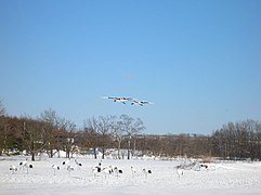 鶴居村の丹頂鶴（Tanchyo in Tsurui） - panoramio.jpg