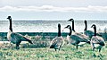 (2009) Canada Geese.jpg