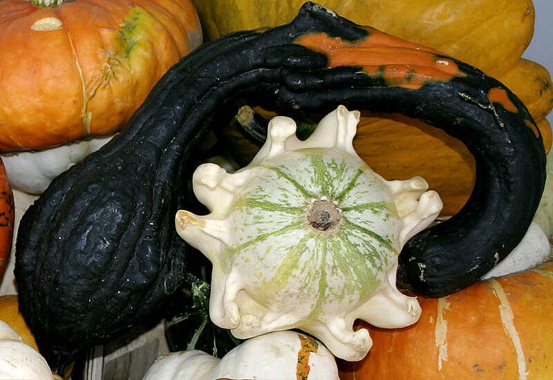 File:- Pumpkins - detail 5.jpg